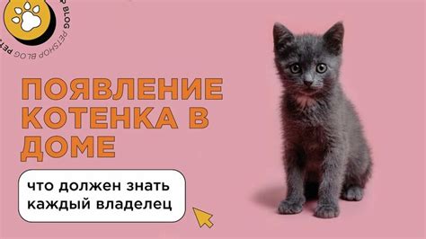 Уход за гигиеной котенка