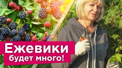 Уход за ежевикой осенью