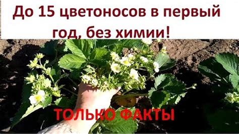 Уход за клубникой в первый год после посадки