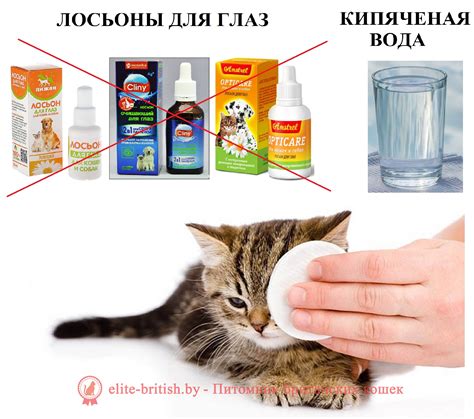 Уход за котенком после еды