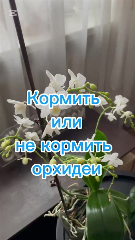 Уход за луковицами после цветения