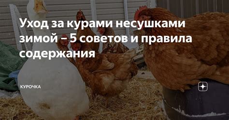 Уход за несушками в жару