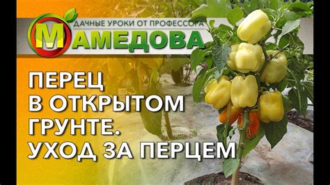 Уход за подсолнечниками во время роста