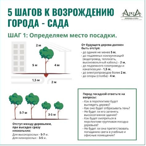 Уход за посаженными елями