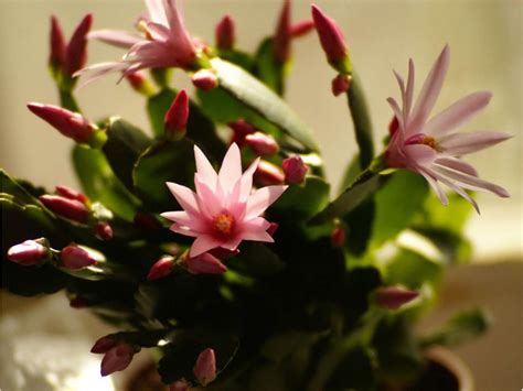 Уход за цветущим Schlumbergera