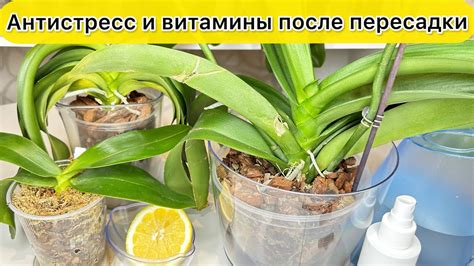 Уход после пересадки: полив и удобрение