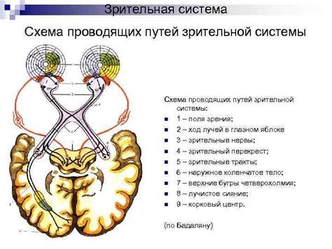 Ухудшение ментального развития и деградация зрительной системы