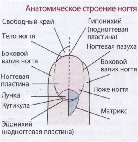 Ухудшение роста ногтей