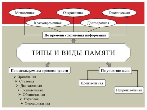 Участвование в формировании процессов обучения и памяти