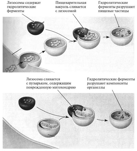 Участие внутриклеточных структур в процессе митоза