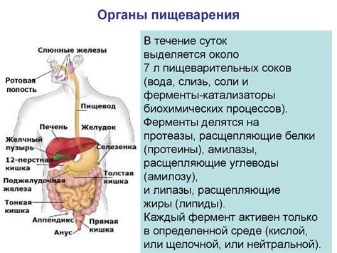 Участие в процессе пищеварения