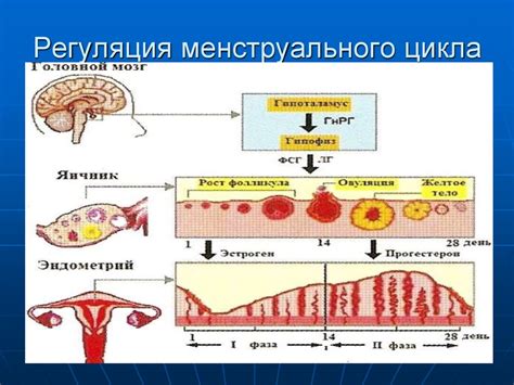 Участие в регуляции менструального цикла