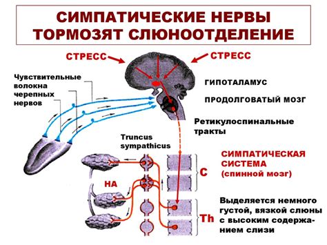 Участие в регуляции температуры организма