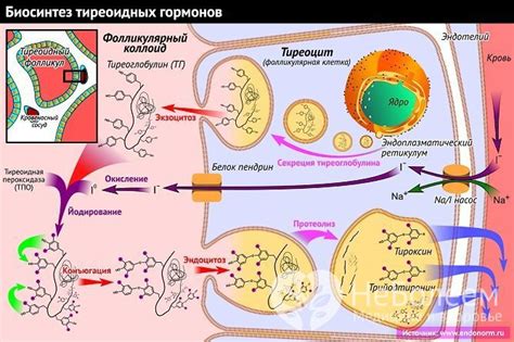 Участие в синтезе гормонов