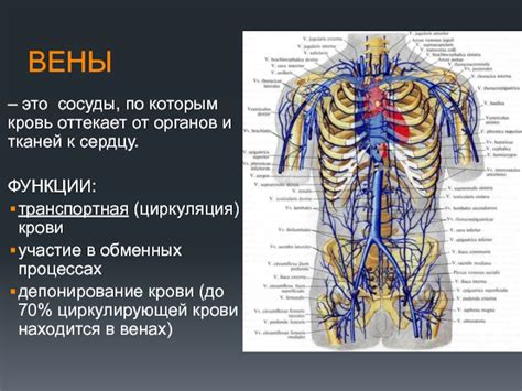 Участие пупочной вены в кровообращении