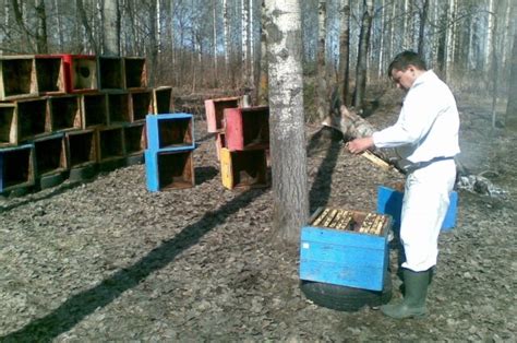 Участок земли и устройство пасеки