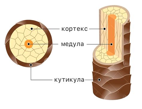 Учет типа и структуры волос