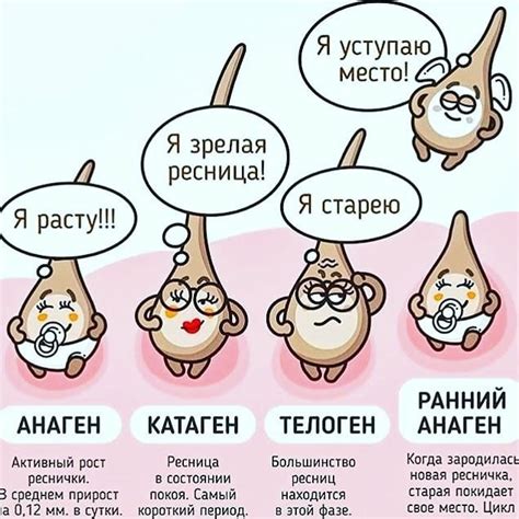 Учет фазы роста при подкормке