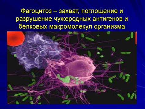 Фагоцитоз: поглощение и уничтожение чужеродных веществ клетками иммунной системы