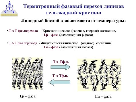 Фазовый кристалл