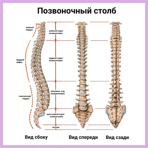 Факторы, влияющие на изгибы позвоночника