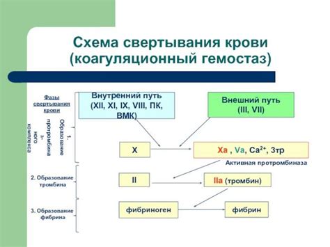 Факторы, влияющие на свертывание крови