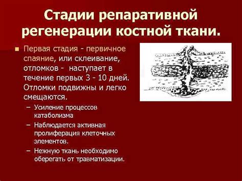 Факторы, влияющие на трабекулярную перестройку костной ткани