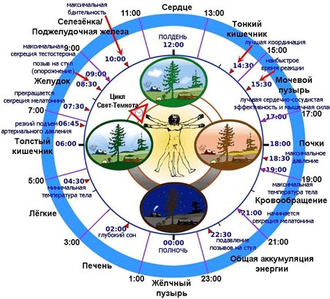 Факторы, влияющие на циркадный ритм у детей