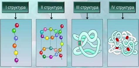 Факторы определения структуры белков