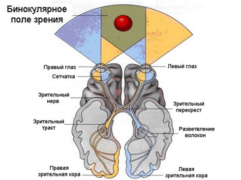 Феномен бинокулярного зрения