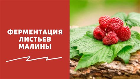 Ферментация и процесс приготовления кефира наринэ