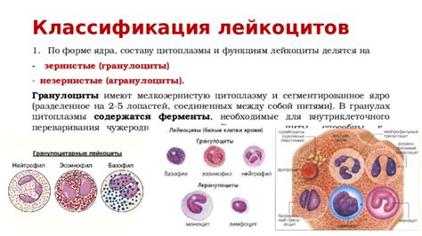 Ферменты и лейкоциты