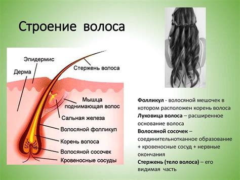 Физиологическая функция волос