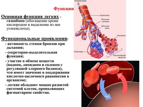 Физиологические изменения легких