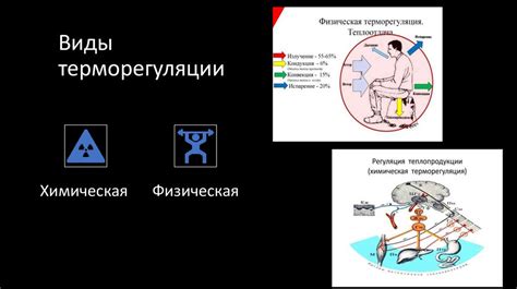 Физиологические колебания температуры тела: важные факторы