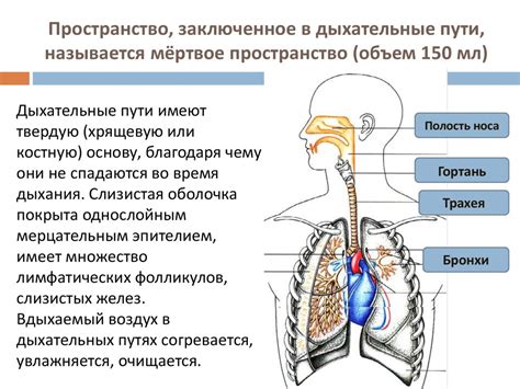 Физиологические процессы в дыхательной системе