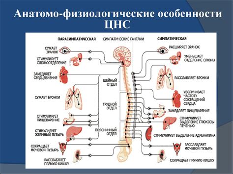 Физиологические проявления активации симпатической нервной системы