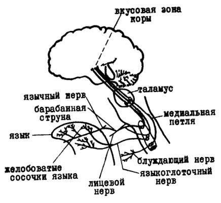 Физиологические факторы вкуса