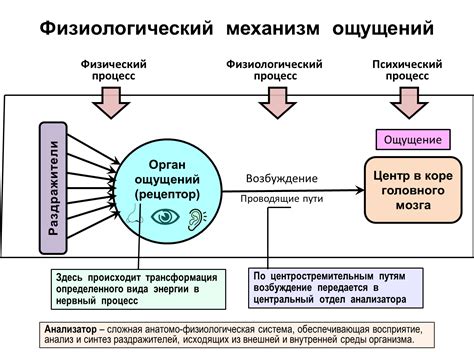 Физиологический механизм ощущения мурашек