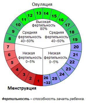 Физиологическое значение однодневной менструации