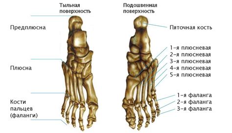 Физиологическое назначение костей пясти и плюсны