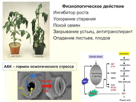 Физиологическое сращение растений