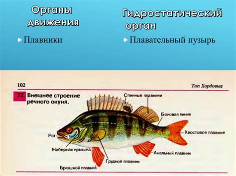 Физиология Якса: адаптация к водной среде