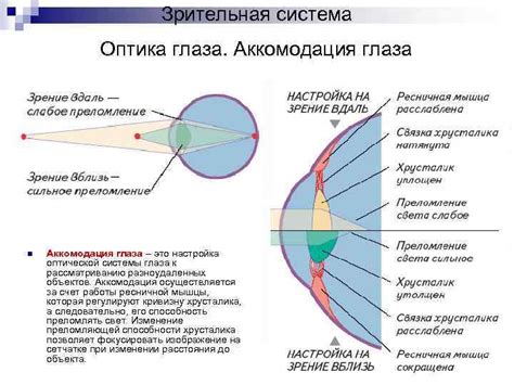 Физиология глаза: общие принципы