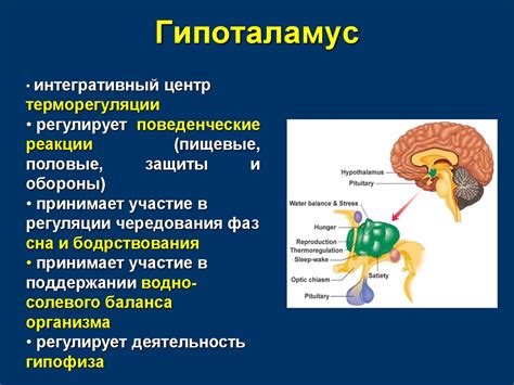 Физиология малоподвижной нервной системы