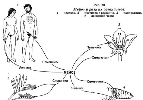 Физиология размножения у людей