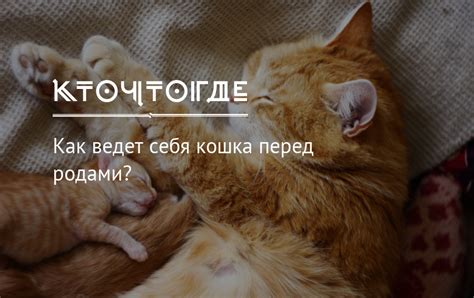 Физические симптомы и поведение перед родами