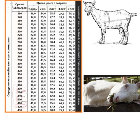 Физическое состояние и вес козы