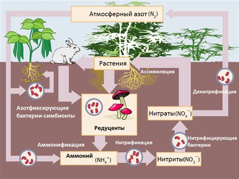 Фиксация азота растениями и бактериями