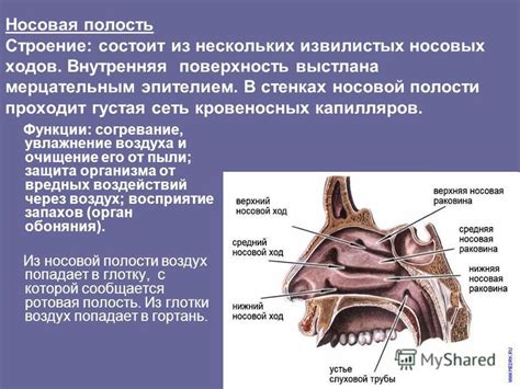 Фильтрация и увлажнение воздуха в полости носа